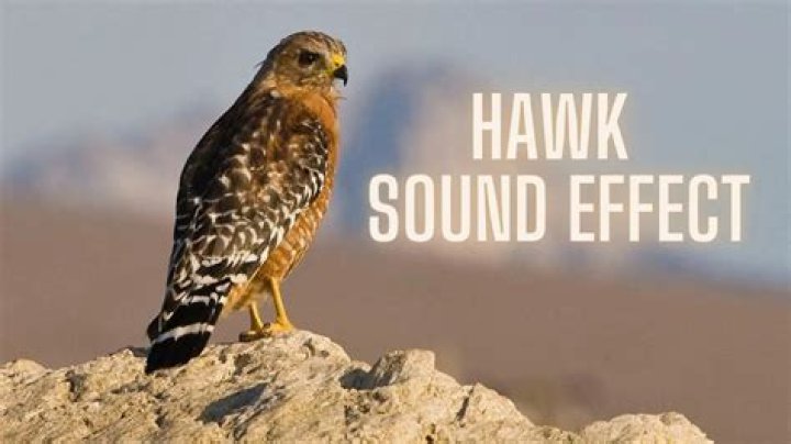 hawk call sound