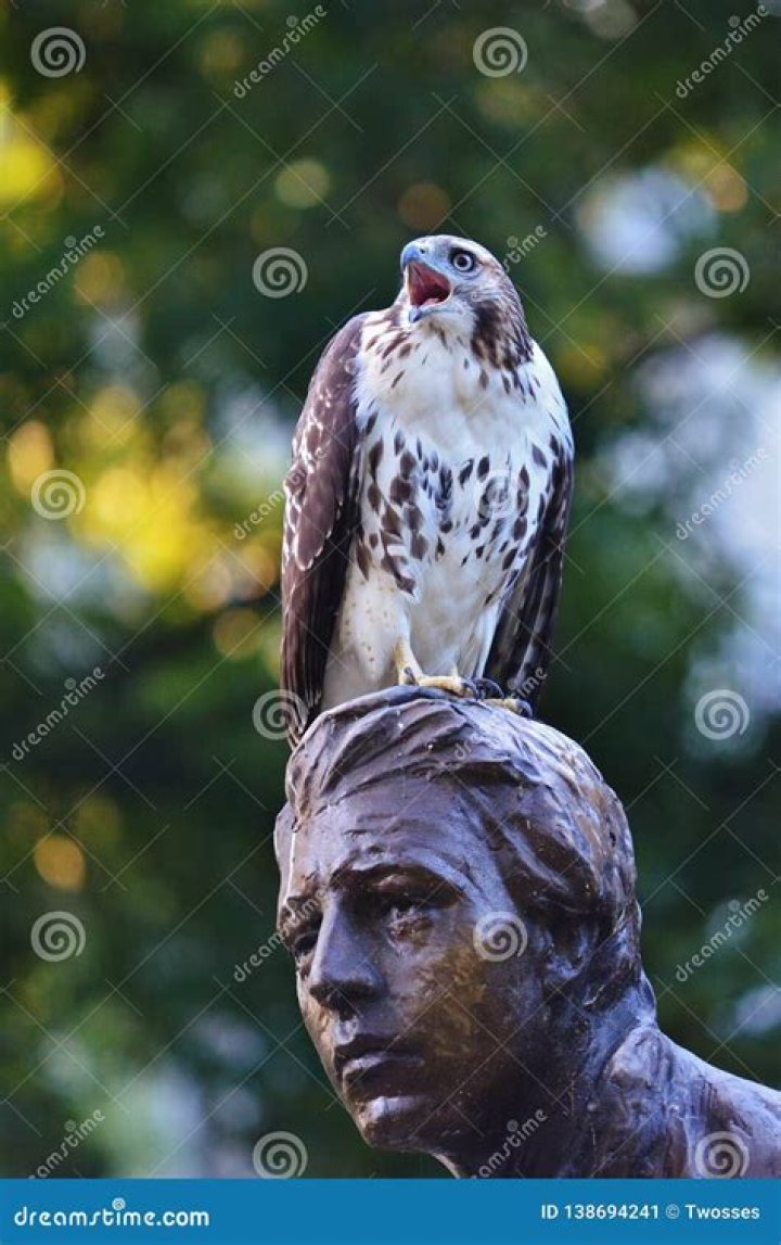 hawk screech