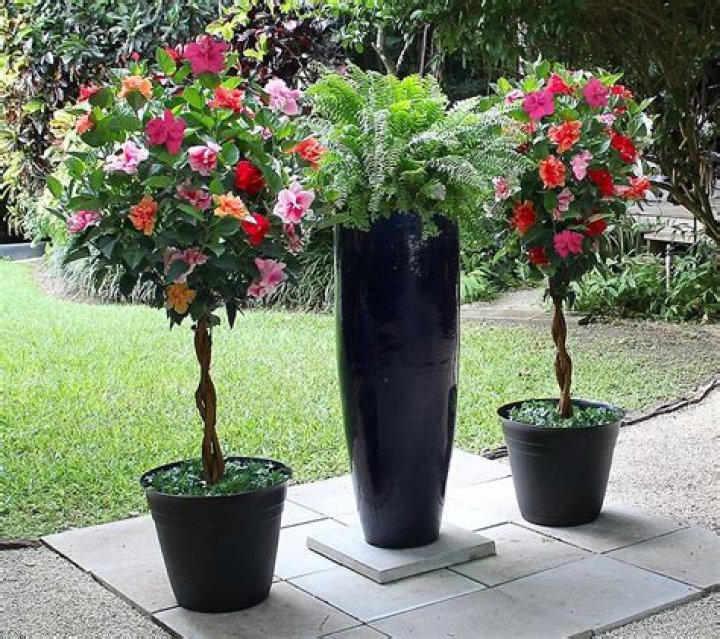 hibiscus braided tree