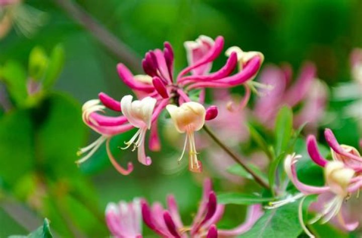 honeysuckle meaning
