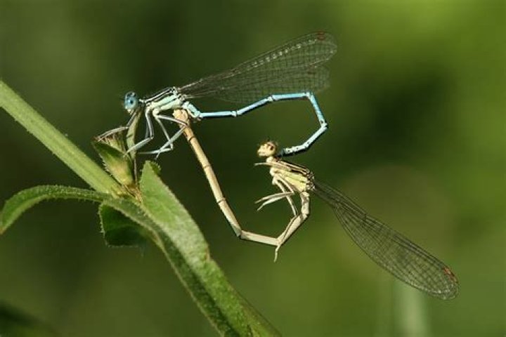how do dragonflies mate