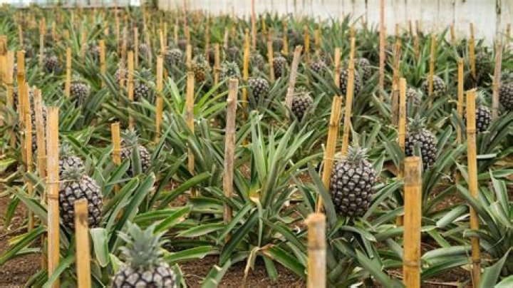 how does pineapple grow