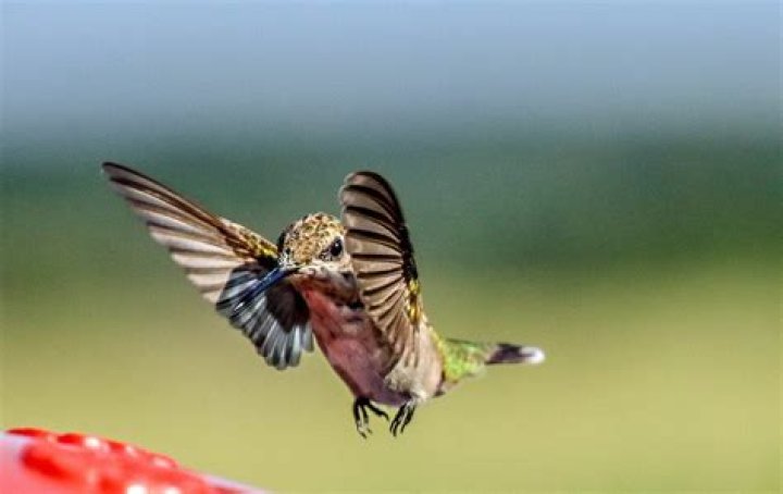 how fast does a hummingbird flap its wings