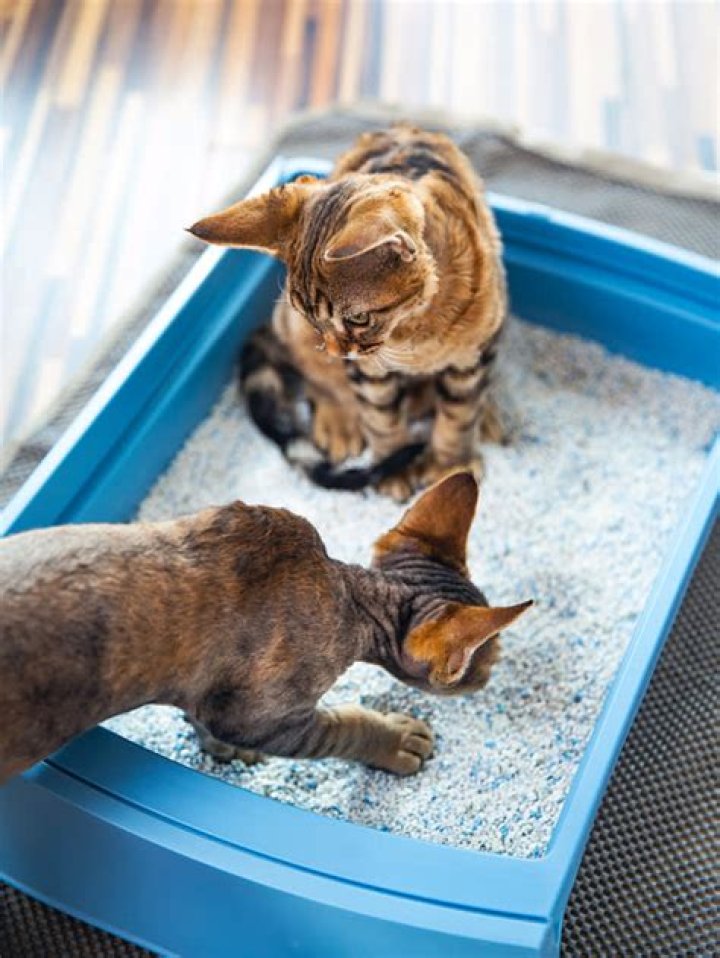 how many litter boxes for 2 cats