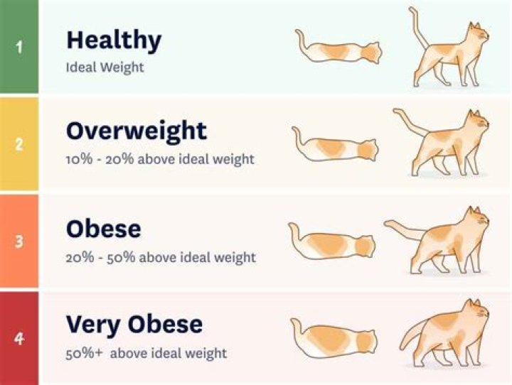 how much does a cat weigh