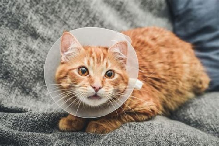 how much is it to get a cat fixed