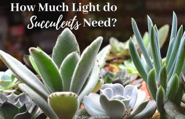 how much sunlight do succulents need