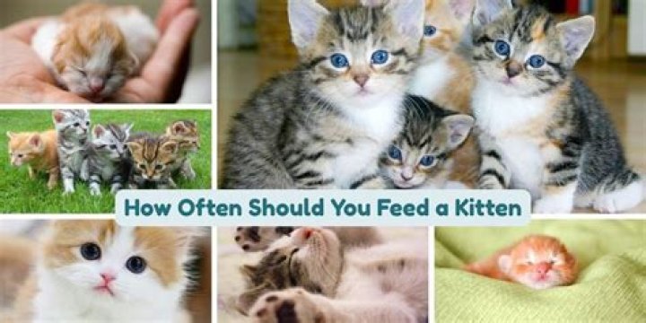 how often should you feed a kitten