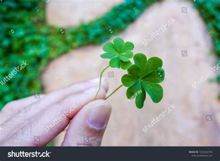 how rare are four leaf clovers