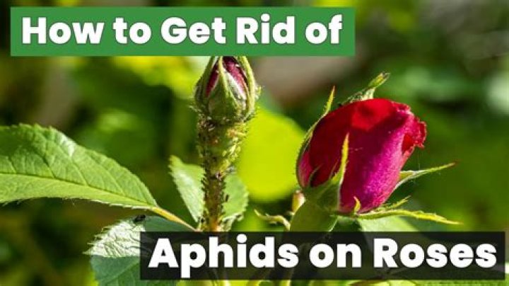 how to get rid of aphids on roses
