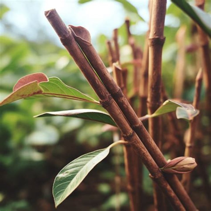 how to grow cinnamon