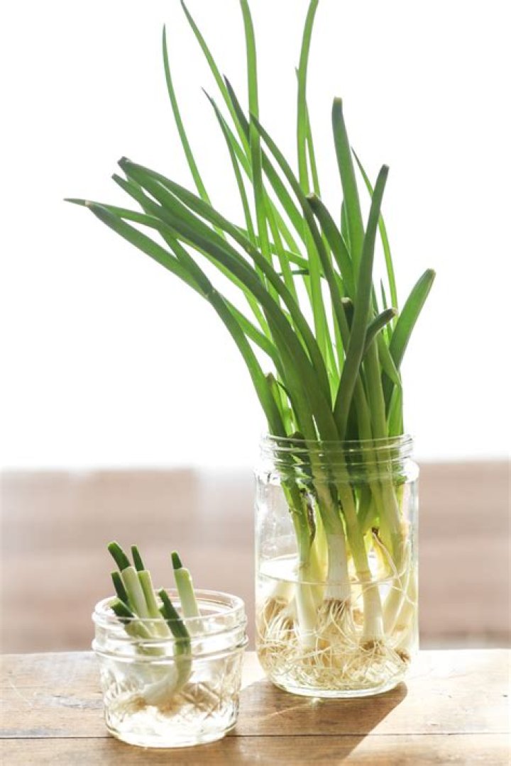 how to grow green onion in water