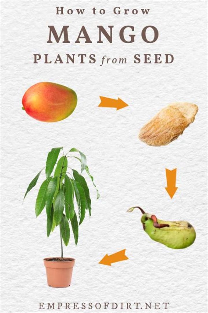 how to grow mango from seed