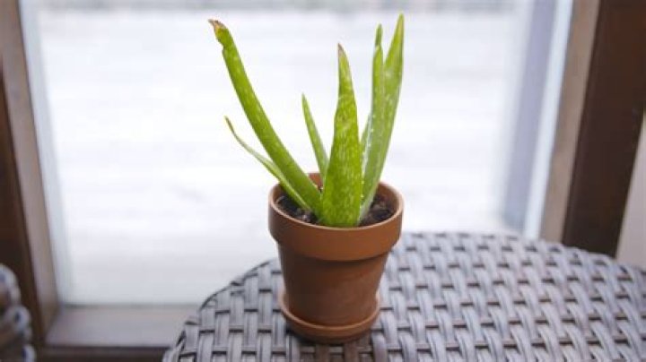 how to store aloe vera