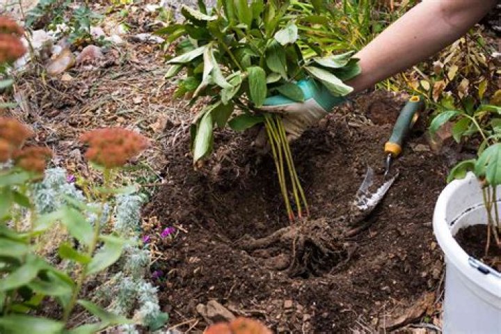 how to transplant peonies