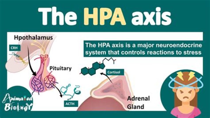 hpa axis suppression