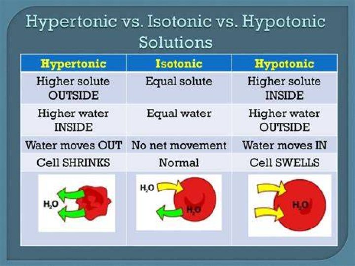 hypertonic vs isotonic