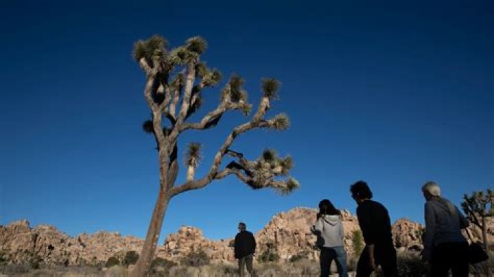 is joshua tree open