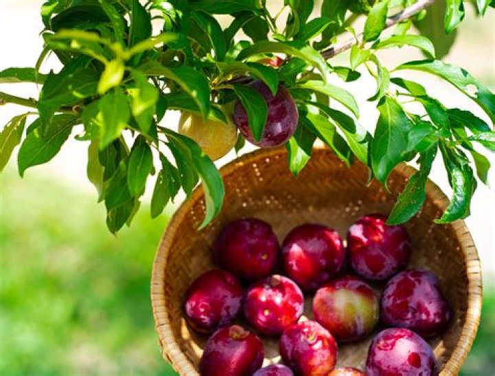 japanese plums