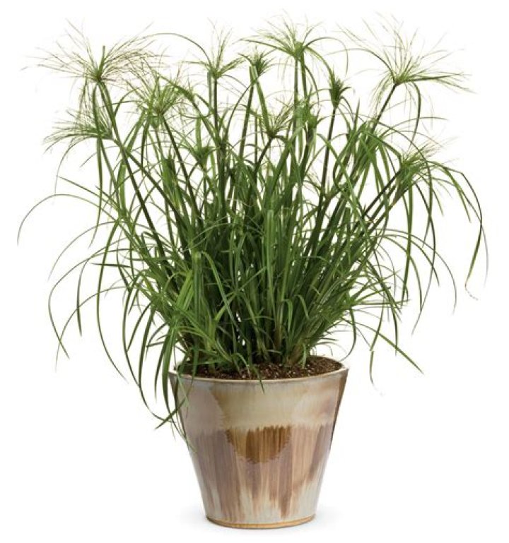 king tut plant