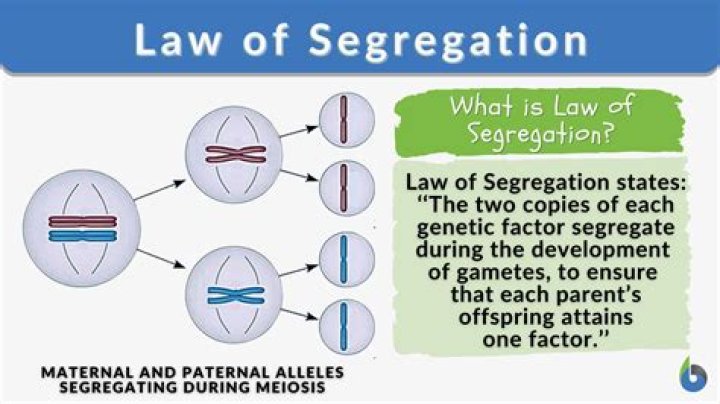 law of segregation definition