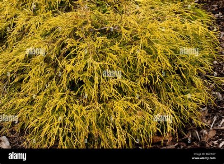 lemon thread false cypress