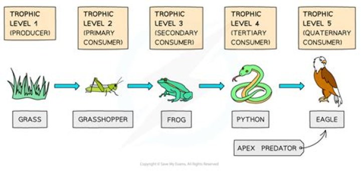 levels of the food chain