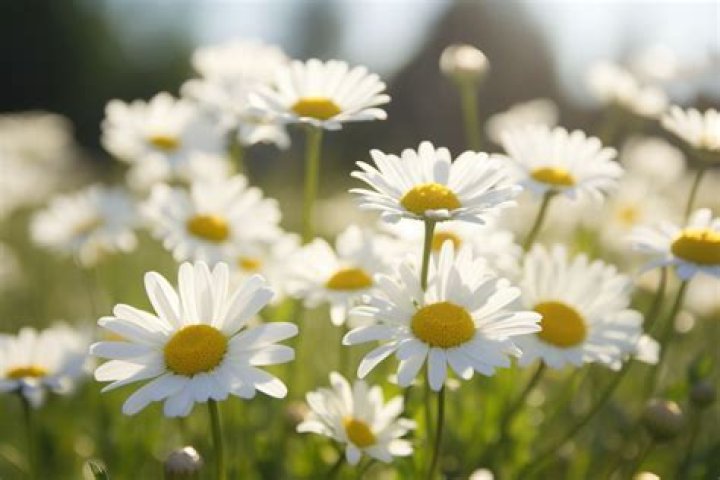 marguerite flower