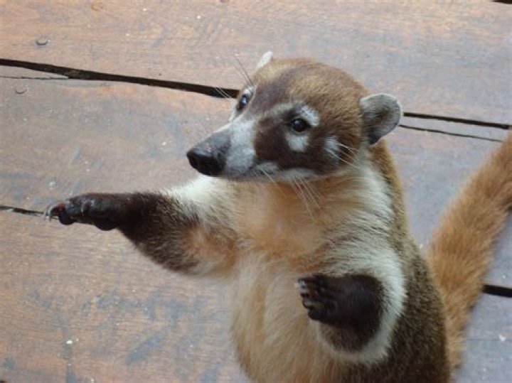 mexican coati