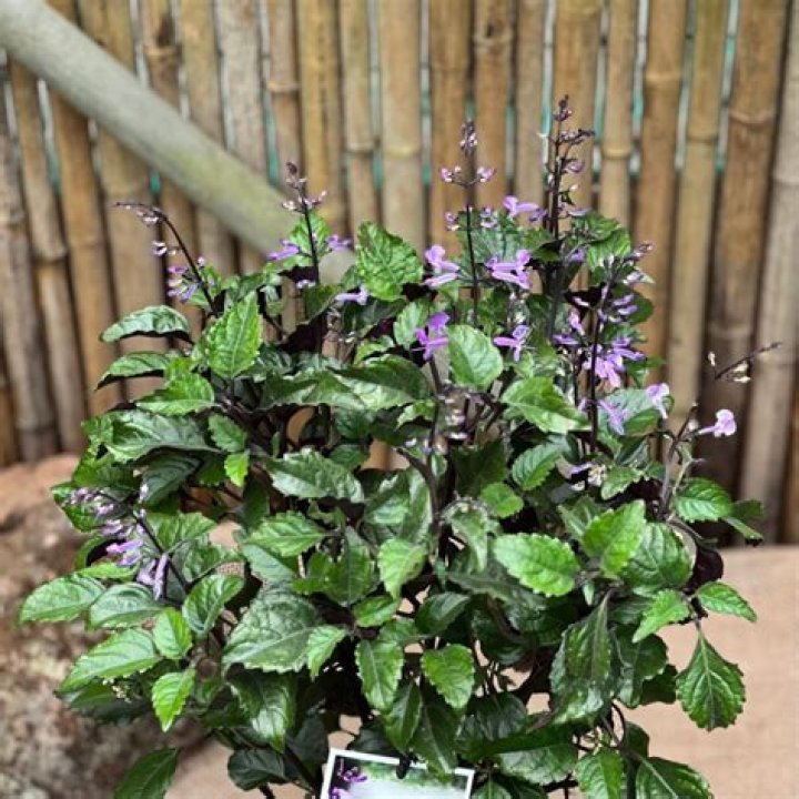 mona lavender plectranthus