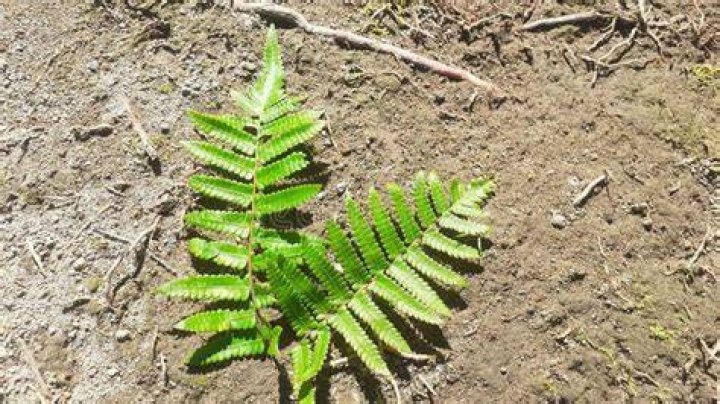 monilophytes