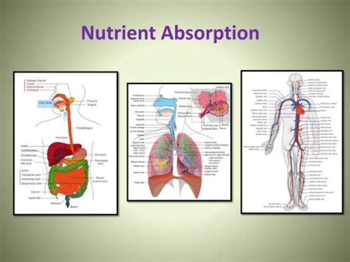 most nutrient absorption occurs in the