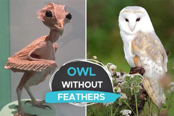 owl with no feathers