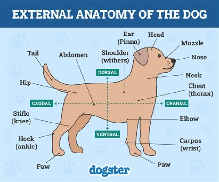 parts of a dog