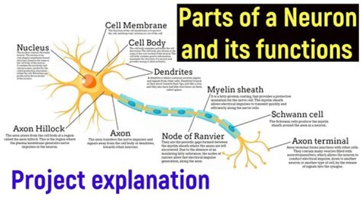 parts of a neuron and their functions