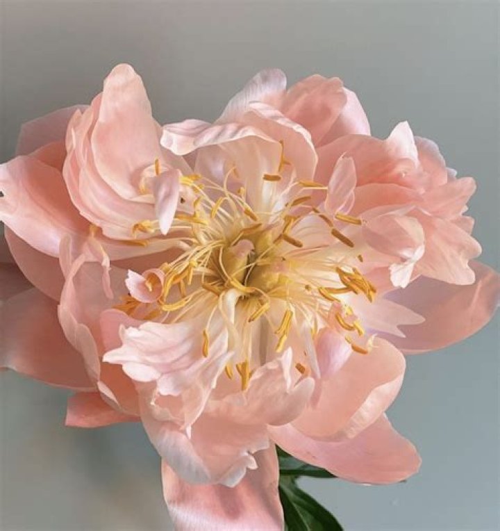 peonies to buy