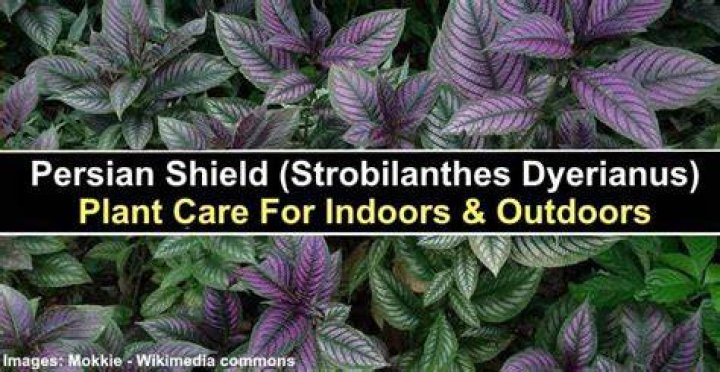 persian shield care