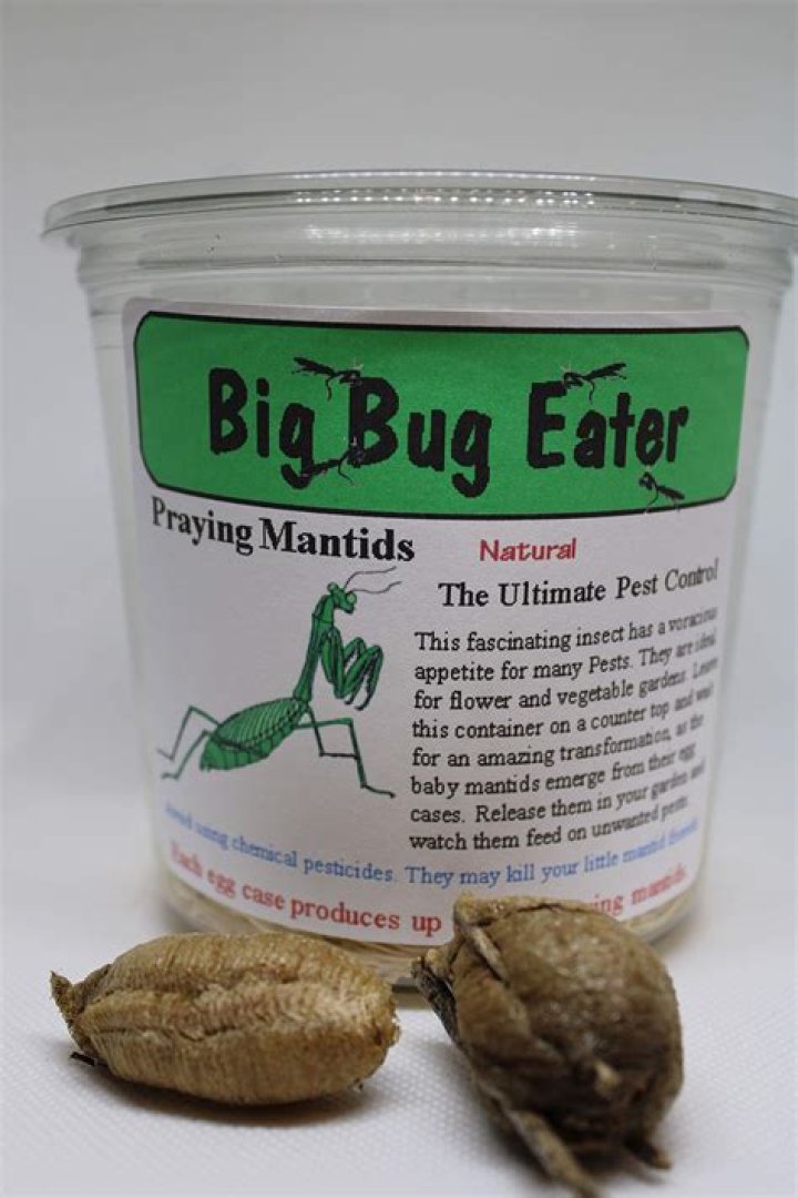 praying mantis eggs for sale