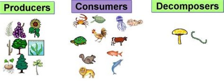 producer consumer decomposer