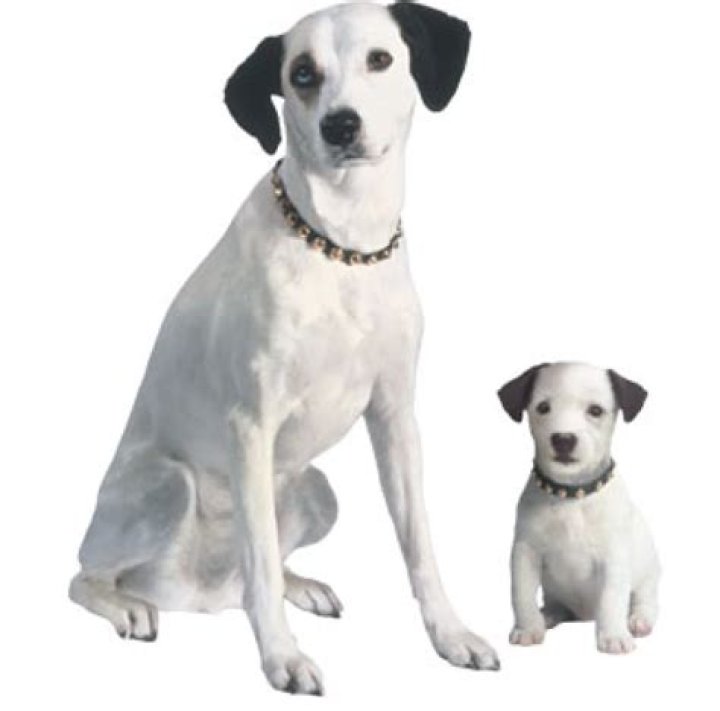 rca dog name