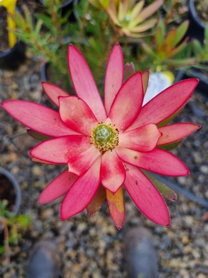 safari sunset flower