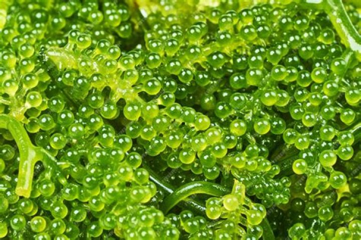 sea grapes near me