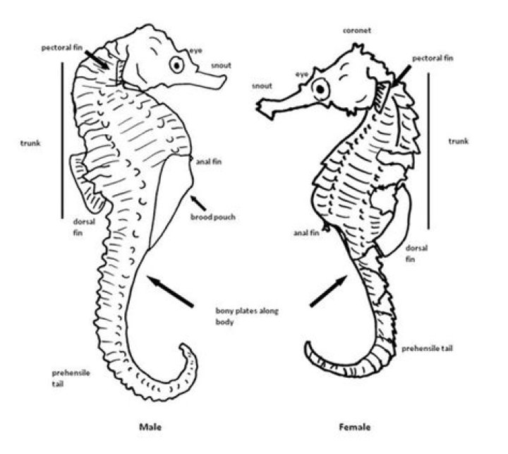 seahorse reproduction