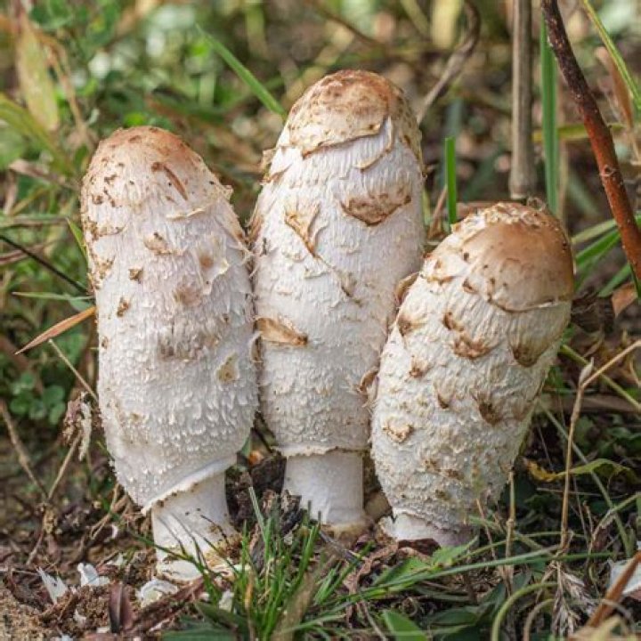 shaggy mane mushrooms