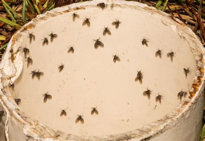 small black flying bugs in house