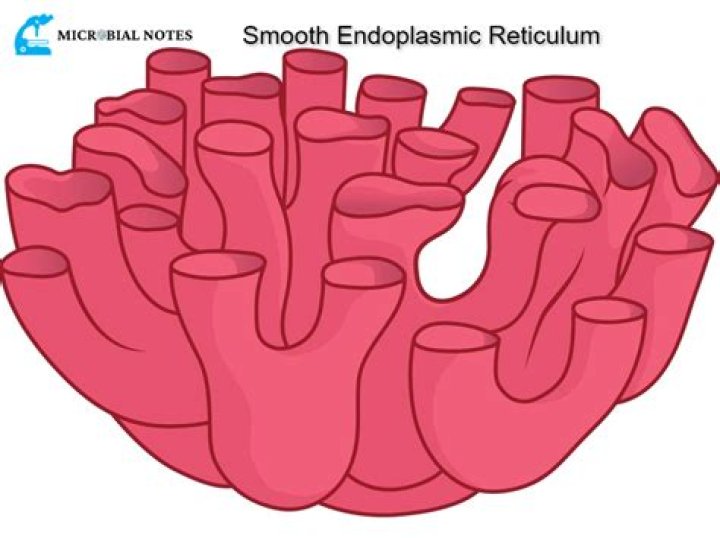 smooth endoplasmic reticulum definition