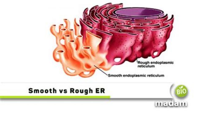 smooth er vs rough er
