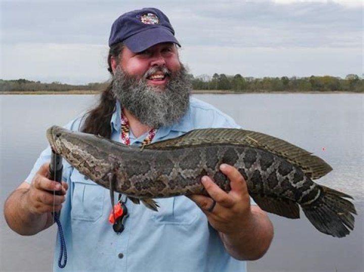 snakehead fish maryland