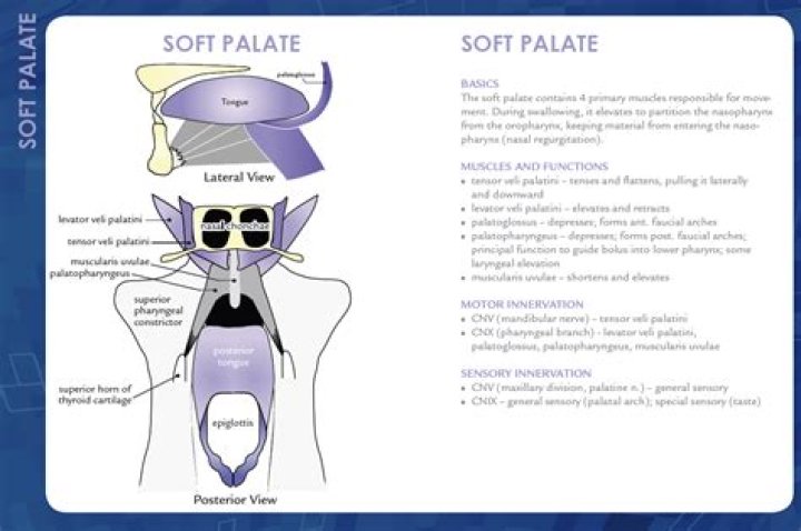 soft palate function