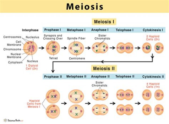 stages of meiosis in order